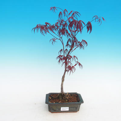 Outdoor-Bonsai-Acer palmatum Trompen-Rot-Ahorn - 2