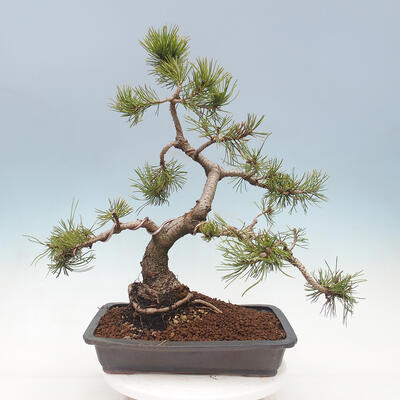 Bonsai im Freien - Pinus mugo - Kniende Kiefer - 2
