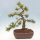 Bonsai im Freien - Pinus mugo - Kniende Kiefer - 2/4