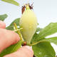 Bonsai im Freien - Pseudocydonia sinensis - Chinesische Quitte VB2020-563 - 2/2