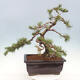 Bonsai im Freien - Pinus mugo - Kniende Kiefer - 2/5