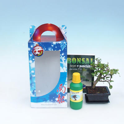 Zimmer Bonsai in einer Geschenkbox - 2