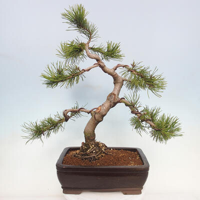 Bonsai im Freien - Pinus mugo - Kniende Kiefer - 2