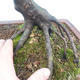 Bonsai im Freien - Karpfen - Carpinus carpinoides - 2/2