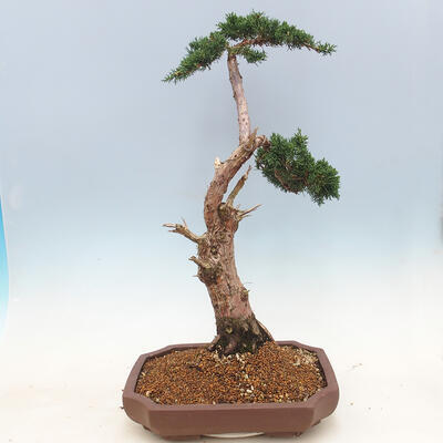 Bonsai im Freien - Juniperus chinensis - chinesischer Wacholder - 2