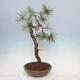 Bonsai im Freien - Pinus sylvestris - Waldkiefer - 2/4