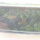 Keramische Bonsai-Schale 17,5 x 13,5 x 5 cm, Farbe grün - 2/3