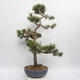 Bonsai im Freien - Pinus sylvestris Watereri - Waldkiefer - 2/4
