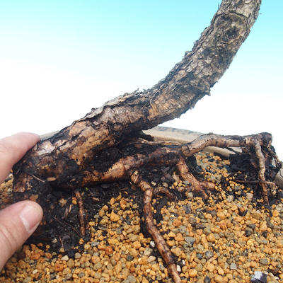 Outdoor-Bonsai - Larix decidua - Lärche abfallend - 2