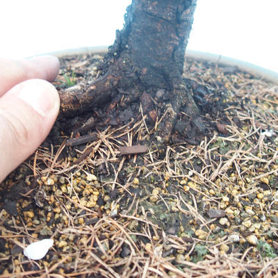 Outdoor-Bonsai - Larix decidua - Lärche abfallend - 2