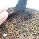 Outdoor-Bonsai - Larix decidua - Lärche abfallend - 2/2