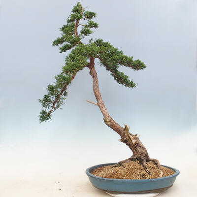 Bonsai im Freien - Juniperus chinensis - chinesischer Wacholder - 2