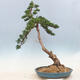 Bonsai im Freien - Juniperus chinensis - chinesischer Wacholder - 2/6