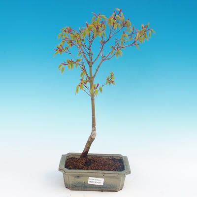 Acer palmatum Aureum - Goldener japanischer Ahorn - 2