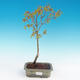 Acer palmatum Aureum - Goldener japanischer Ahorn - 2/3