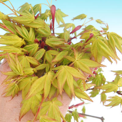 Acer palmatum Aureum - Goldener japanischer Ahorn - 2