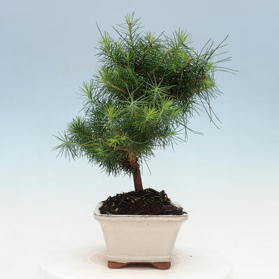 Indoor Bonsai-Pinus halepensis - 2