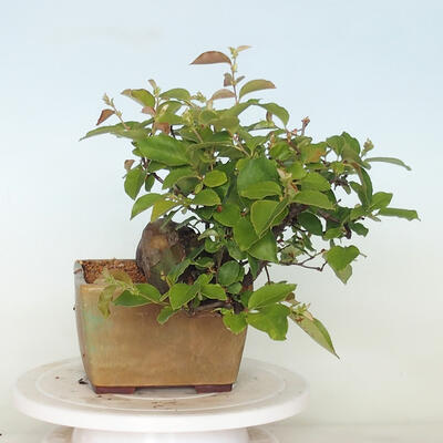 Freilandbonsai - Pseudocydonia sinensis - Chinesische Quitte - 2