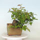 Freilandbonsai - Pseudocydonia sinensis - Chinesische Quitte - 2/4