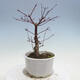 Outdoor-Bonsai - Ahorn palmatum DESHOJO - Ahorn palmate - 2/5