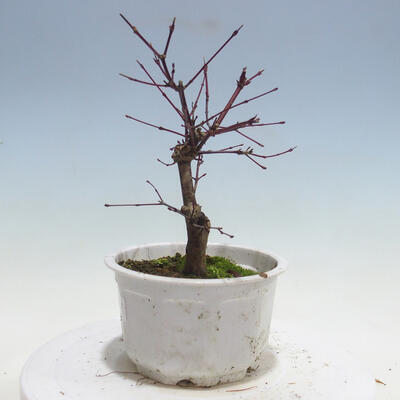 Outdoor-Bonsai - Ahorn palmatum DESHOJO - Ahorn palmate - 2