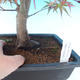 Bonsai im Freien - Acer-Palme. Atropurpureum - Japanisches Ahornrot - 2/3