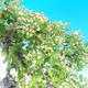 Outdoor-Bonsai - Hawthorn jednosemený - 2/3