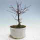 Outdoor-Bonsai - Ahorn palmatum DESHOJO - Ahorn palmate - 2/5