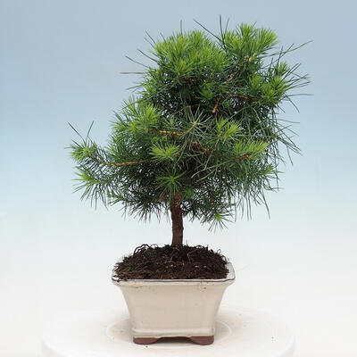 Indoor Bonsai-Pinus halepensis - 2