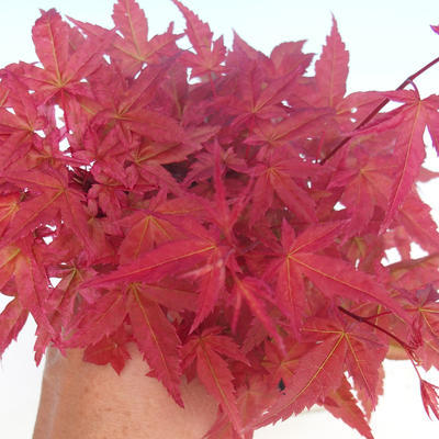 Outdoor-Bonsai - Ahorn palmatum DESHOJO - Maple dlanitolistý - 2