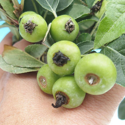 Outdoor-Bonsai -Malus Halliana - fruited Apfel - 2