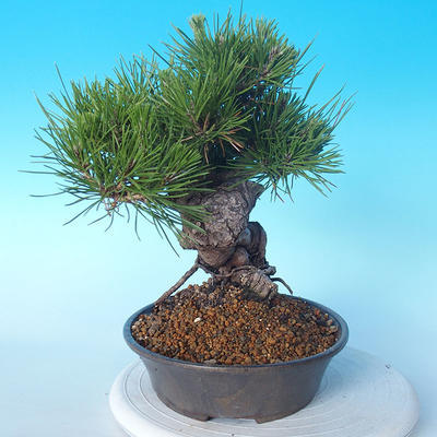 Pinus thunbergii - Thunbergkiefer - 2