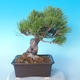 Pinus thunbergii - Thunbergkiefer - 2/5