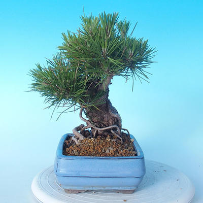 Pinus thunbergii - Thunbergkiefer - 2
