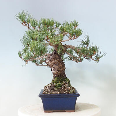 Bonsai im Freien - Pinus parviflora - kleinblütige Kiefer - 2