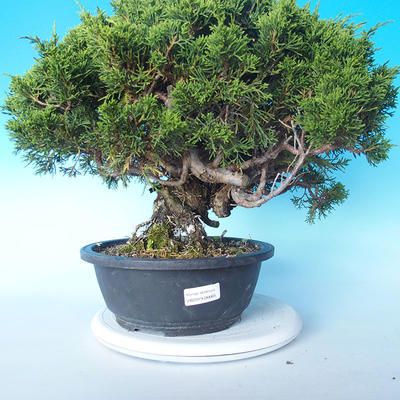 Outdoor Bonsai - Juniperus chinensis ITOIGAWA - Chinesischer Wacholder - 2