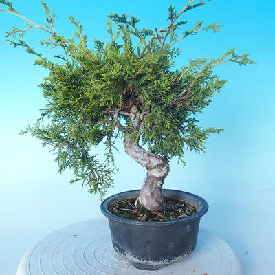 Outdoor Bonsai - Juniperus chinensis ITOIGAWA - Chinesischer Wacholder - 2