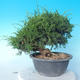 Outdoor Bonsai - Juniperus chinensis ITOIGAWA - Chinesischer Wacholder - 2/6