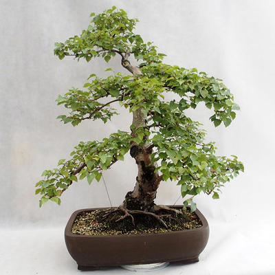 Außenbonsai - Betula verrucosa - Silver Birch VB2019-26695 - 2