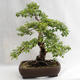 Außenbonsai - Betula verrucosa - Silver Birch VB2019-26695 - 2/5