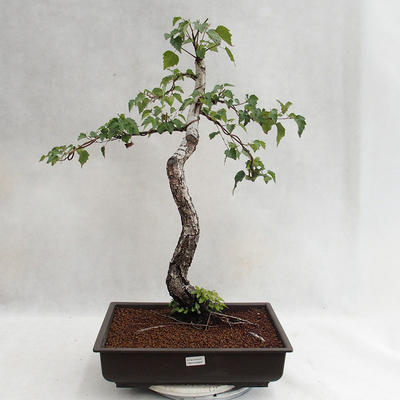 Außenbonsai - Betula verrucosa - Silver Birch VB2019-26697 - 2