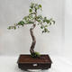 Außenbonsai - Betula verrucosa - Silver Birch VB2019-26697 - 2/5