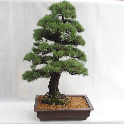 Außenbonsai - Pinus sylvestris - Waldkiefer VB2019-26699 - 2
