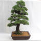 Außenbonsai - Pinus sylvestris - Waldkiefer VB2019-26699 - 2/6