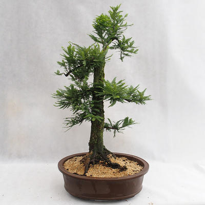 Bonsai im Freien - Metasequoia glyptostroboides - chinesische kleine Blätter - 2