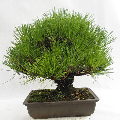 Freilandbonsai - Pinus thunbergii Corticosa - Thunberger Kiefer VB2019-26712 - 2