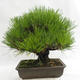 Freilandbonsai - Pinus thunbergii Corticosa - Thunberger Kiefer VB2019-26712 - 2/5