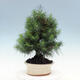 Indoor Bonsai-Pinus halepensis - 2/4