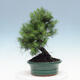 Indoor Bonsai-Pinus halepensis - 2/4