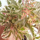Outdoor Bonsai - Japanischer Ahorn Acer palmatum Schmetterling 408-VB2019-26729 - 2/2